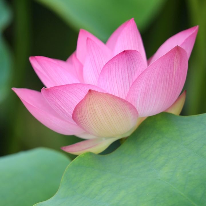Lotus Achtsamkeit im Vilstal